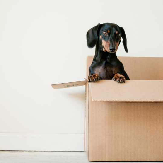 Verhuizen en Organizing